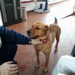 Boží Dar: Dnes byla na Ježíškově cestě nalezena fenka. Neznáte majitele?