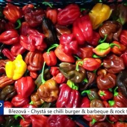 Březová: Chystá se chilli burger & barbeque & rock festival (TV Západ)
