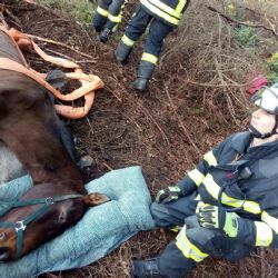 Březová: Dnes dopoledne pomáhali hasiči zvednout koně