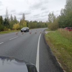 Březová, Dolní Rychnov: Pozor! Husy na silnici 