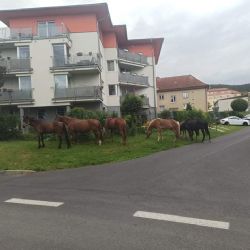 Březová: Strážníci včera odchytávali koně