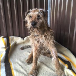 Březová: Zachráněný pes z rozbahněného potoka se ukázal jako velký bojovník