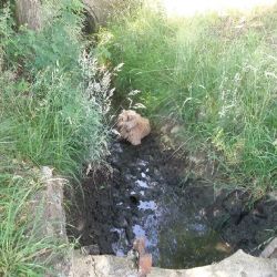 Březová: V rozbahněném potoce uvízl pes