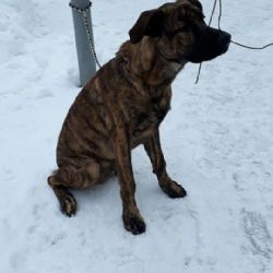 Bublava: Hledá se majitel psa 