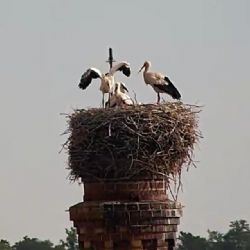 Cheb: Čápata rostou jako z vody