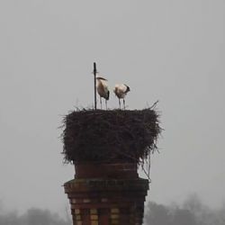 Cheb: Čápi už hnízdí