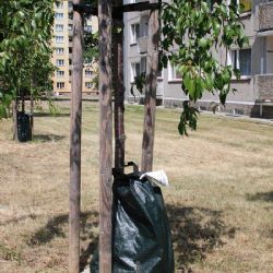 Cheb: Díky zavlažovacím vakům dochází k úspoře vody