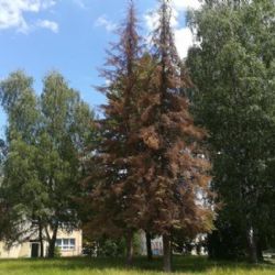 Cheb: Dnes začne kácení stromů napadených kůrovcem