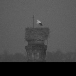 Cheb: Do města už přiletěl čáp