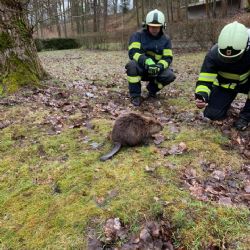 Cheb: Hasiči zachránili bobra