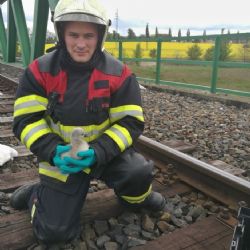 Cheb: Hasiči zachránili mláďata labutí