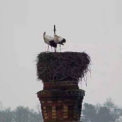 Cheb: Hnízdo čápů můžete i letos sledovat online