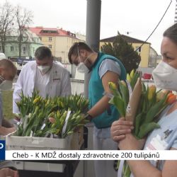 Cheb: K MDŽ dostaly zdravotnice 200 tulipánů (TV Západ)