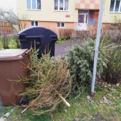 Cheb: Kam s vánočními stromky?