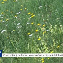 Cheb: Kvůli suchu se omezí sečení v některých lokalitách (TV Západ)