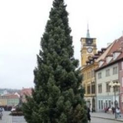 Cheb: Město hledá pro letošní rok vánoční strom