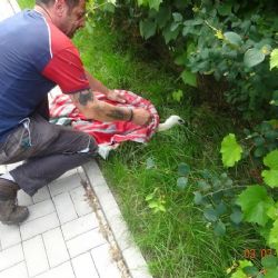 Cheb: Mládě čápa přežilo díky rychlé pomoci