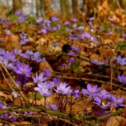 Cheb:  Muzeum představuje jarní květenu a láká k výletům do přírody