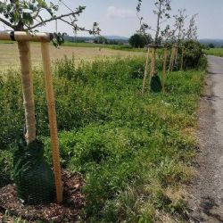 Cheb: Nově vysazené stromy mají i nové závlahové vaky