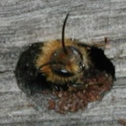 Cheb: Pozor! Na dětských pískovištích se mohou vyskytovat včely