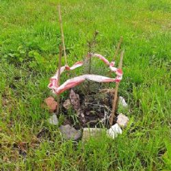 Cheb řeší svévolné vysazování stromů občany na pozemcích města