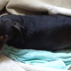 Cheb: Strážníci vytáhli z Ohře pejska. Hledá se majitel