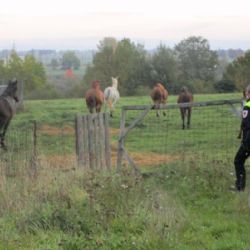 Cheb: Strážníci zahnali koně zpět do výběhu