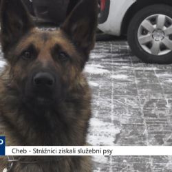 Cheb: Strážníci získali služební psy (TV Západ)