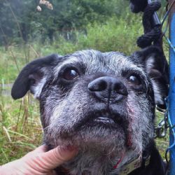 Cheb: Uvázaný krvácející pejsek se téměř uškrtil 