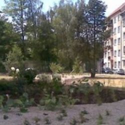 Cheb: Ve městě se nejen kácí, ale i vysazují nové stromy