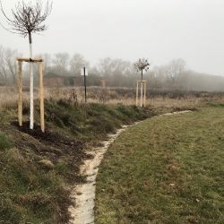 Cheb: Ve městě se nejen kácí, ale i vysazují nové stromy