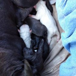 Cheb: Ve vyhozené tašce byla nalezena fenka s devíti štěňaty 