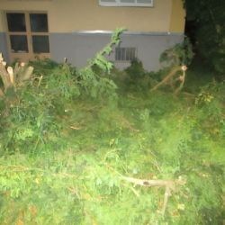 Cheb: Ženy ořezaly vzrostlý tis