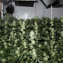 Chebsko: Pěstoval doma konopí