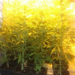 Chebsko: Policie odhalila další pěstírnu