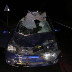 Chebsko: Řidiči do cesty vběhl buvol