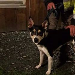 Chebsko, Schönberg: Hledá se majitel ztraceného pejska