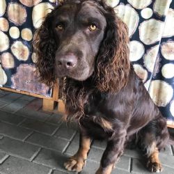 Chebsko, Sokolovsko: Hledá se pejsek Bax. Neviděli jste ho?