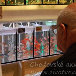 Chodov: Akvatrhy zahájí přednáška