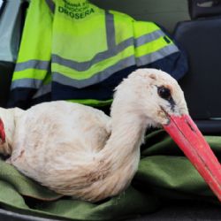 Chodov: Čáp nepřežil pád do komína