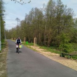 Chodov: Desítky nových stromků lemují cestu pro pěší do Staré Chodovské