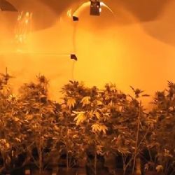 Chodov: Pěstováním konopí si přišel na téměř dva miliony korun