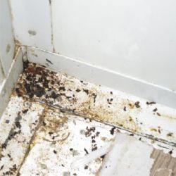 Chodov: V provozovně  Fistarus našli ispektoři nejen myší trus