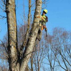 Chodov: Začala obnova staré aleje