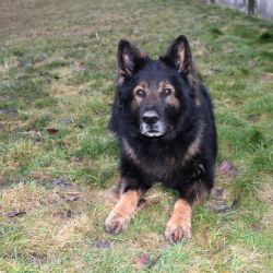 Chodov: Zloděje vypátral policejní pes Irmo