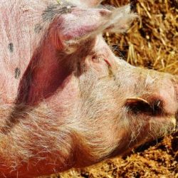 Chovatelé prasat v ČR musí mít do konce roku povinně oploceny chovy