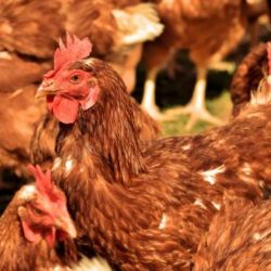 ČR žádá o obnovení statusu země prosté ptačí chřipky