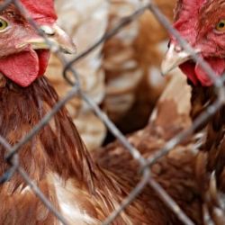 ČR žádá o obnovení statusu země prosté ptačí chřipky