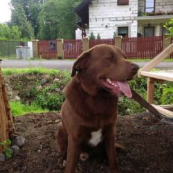 Děpoltovice: Hledá se majitel nalezeného pejska