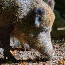 Divoká prasata z dovozu obsahovala nebezpečného parazita